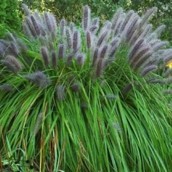 Rozplenica japońska 'Lady U'