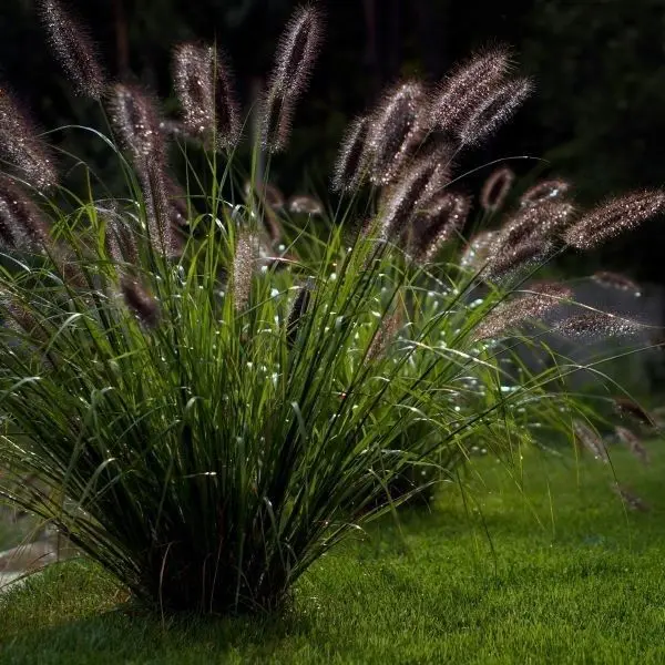 Rozplenica japońska 'Moudry'