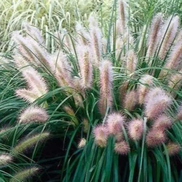 Rozplenica japońska 'Red Head'
