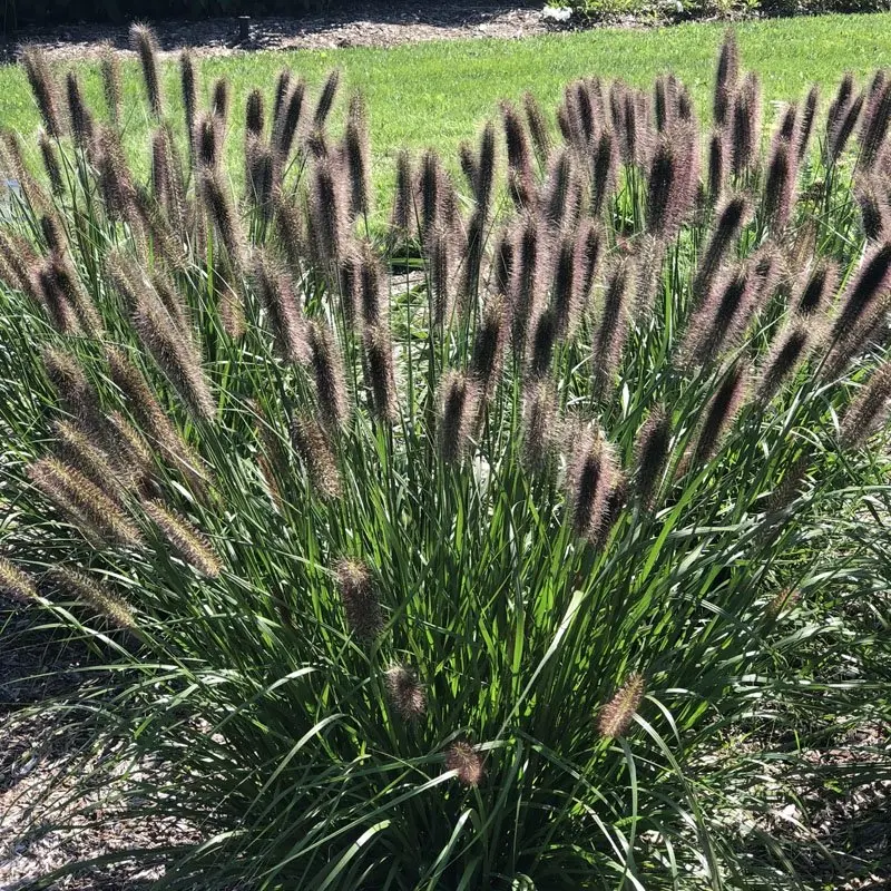 Rozplenica japońska 'Viridescens'