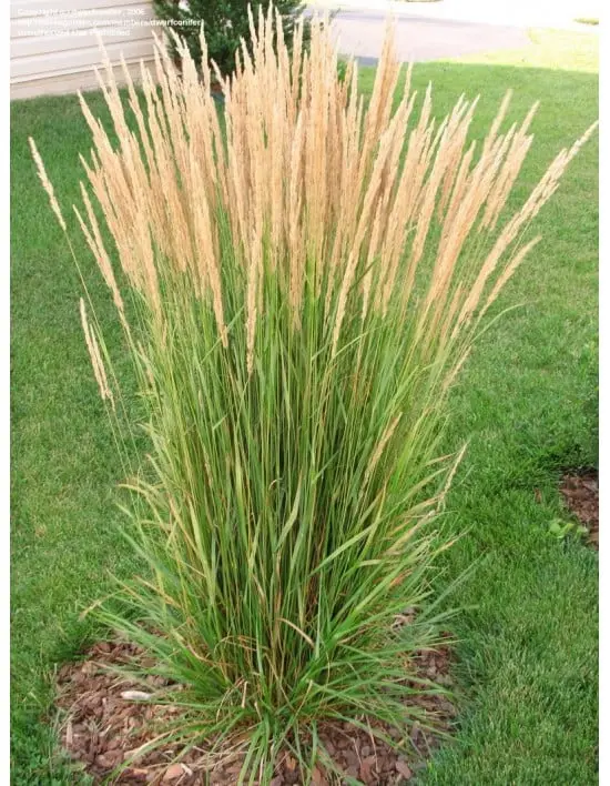 Trzcinnik ostrokwiatowy 'Karl Foerster'