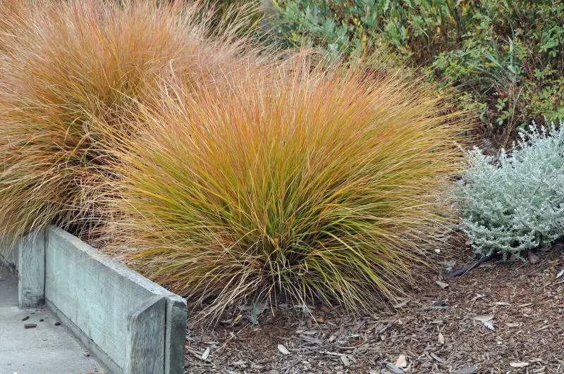 Turzyca ceglasta 'Prairie Fire'