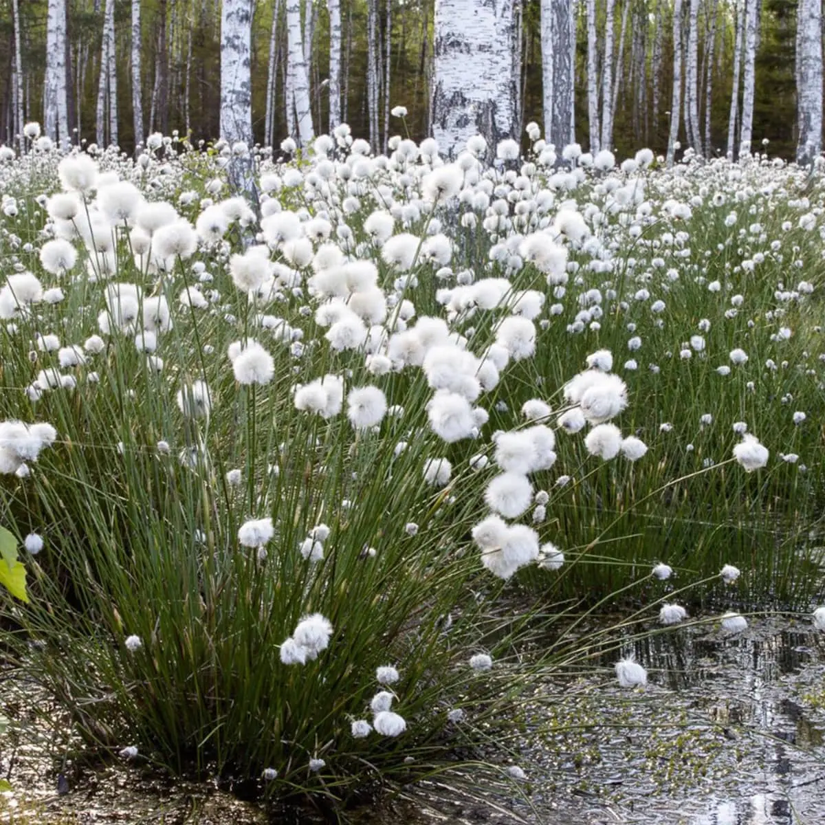 Wełnianki (Eriophorum) – torfowiskowe, do strefy podmokłej.