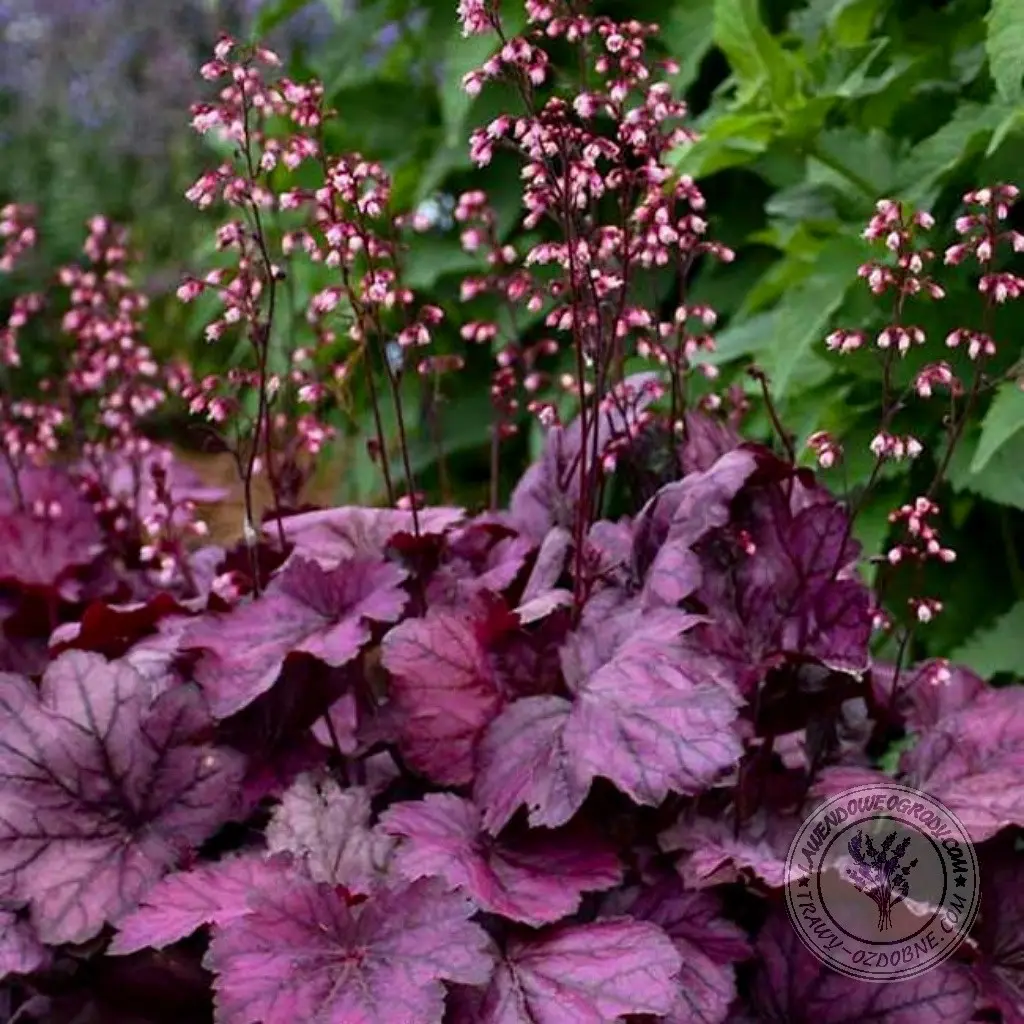 Żurawka ‘Wild Rose’ – barwne liście, pewniak do pojemników.